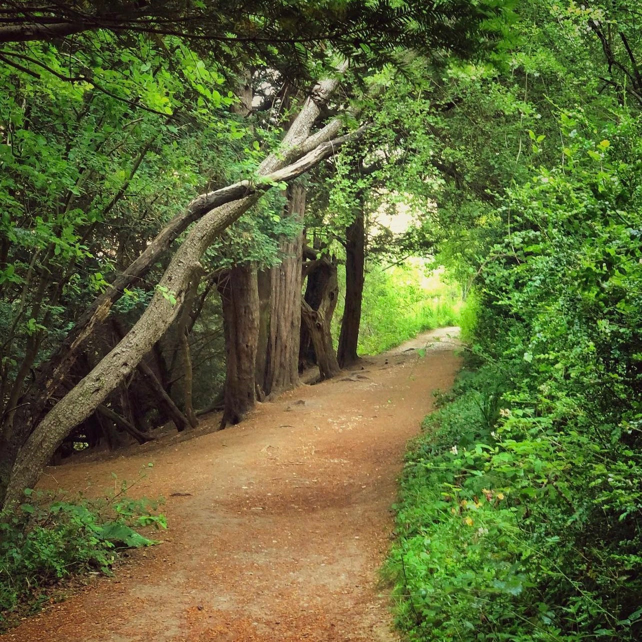 Box Hill | Mini Hike