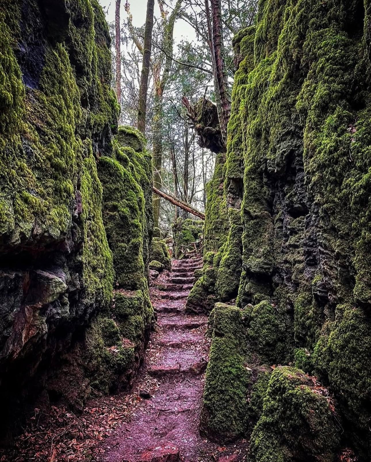 Forest Of Dean