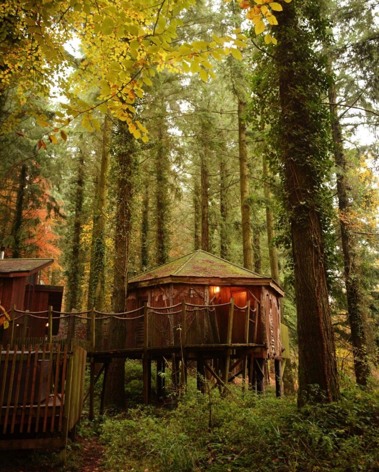 Forest Of Dean