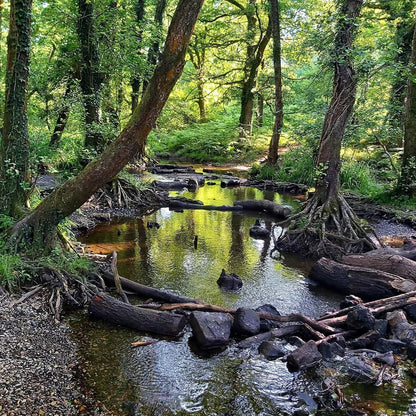 Forest Of Dean