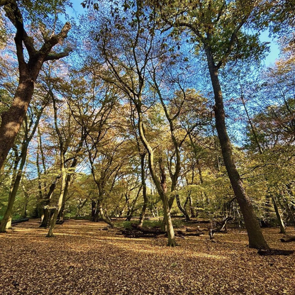 Epping Forest